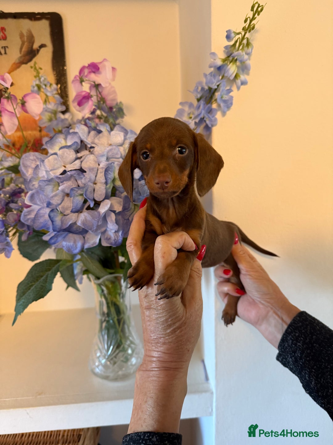 Miniature Dachshund dogs for sale: BEAUTIFUL MINIATURE DACSHOUND GIRL READY TO GO NOW - Advert 4