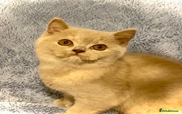 British Shorthair cats for sale: Champion line kittens  - Advert 8
