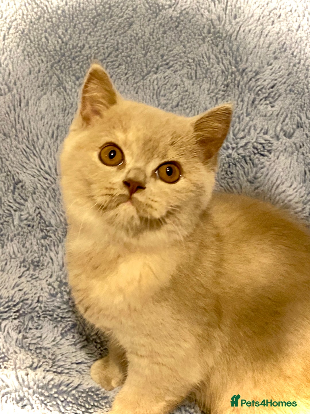 British Shorthair cats for sale: Champion line kittens  - Advert 8