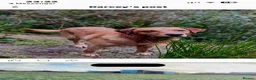 Labrador Retriever dogs for sale: Fabulous blonde Labrador puppies  - Advert 7