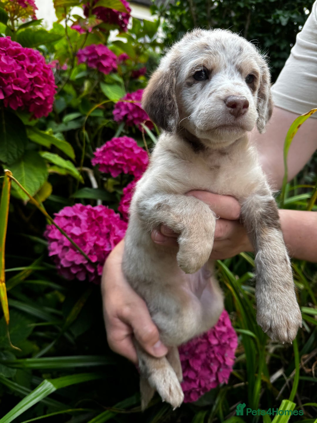 Labradoodle dogs for sale: One beautiful F1B Labradoodle puppy left!  - Image 9