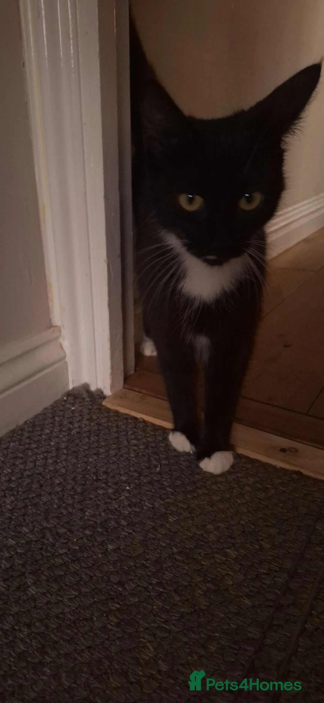 Mixed Breed cats for sale: Last Gorgeous Girl Available Due to Cancellation in ELY - Advert 2