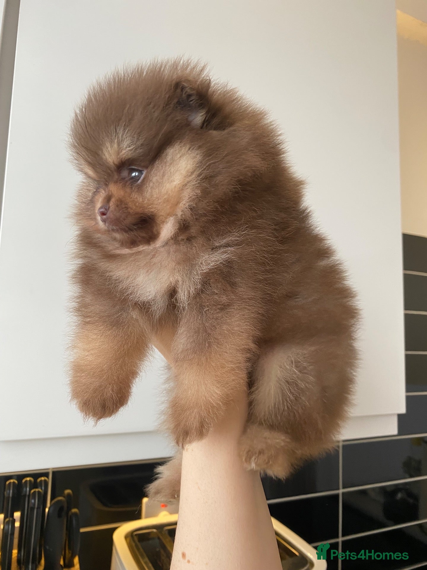 Pomeranian dogs for sale: 🐻 TEDDY BEAR POMERANIAN PUPPYS 🐻 - Advert 16