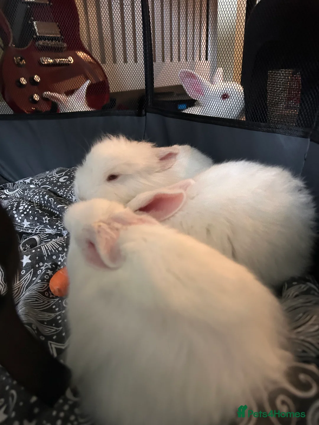 Blanc De Bouscat rabbits for sale: Baby rabbits for sale - Advert 2