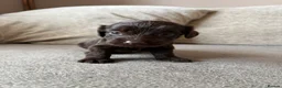 Mixed Breed dogs for sale: Doxiepoo pups  - Advert 27