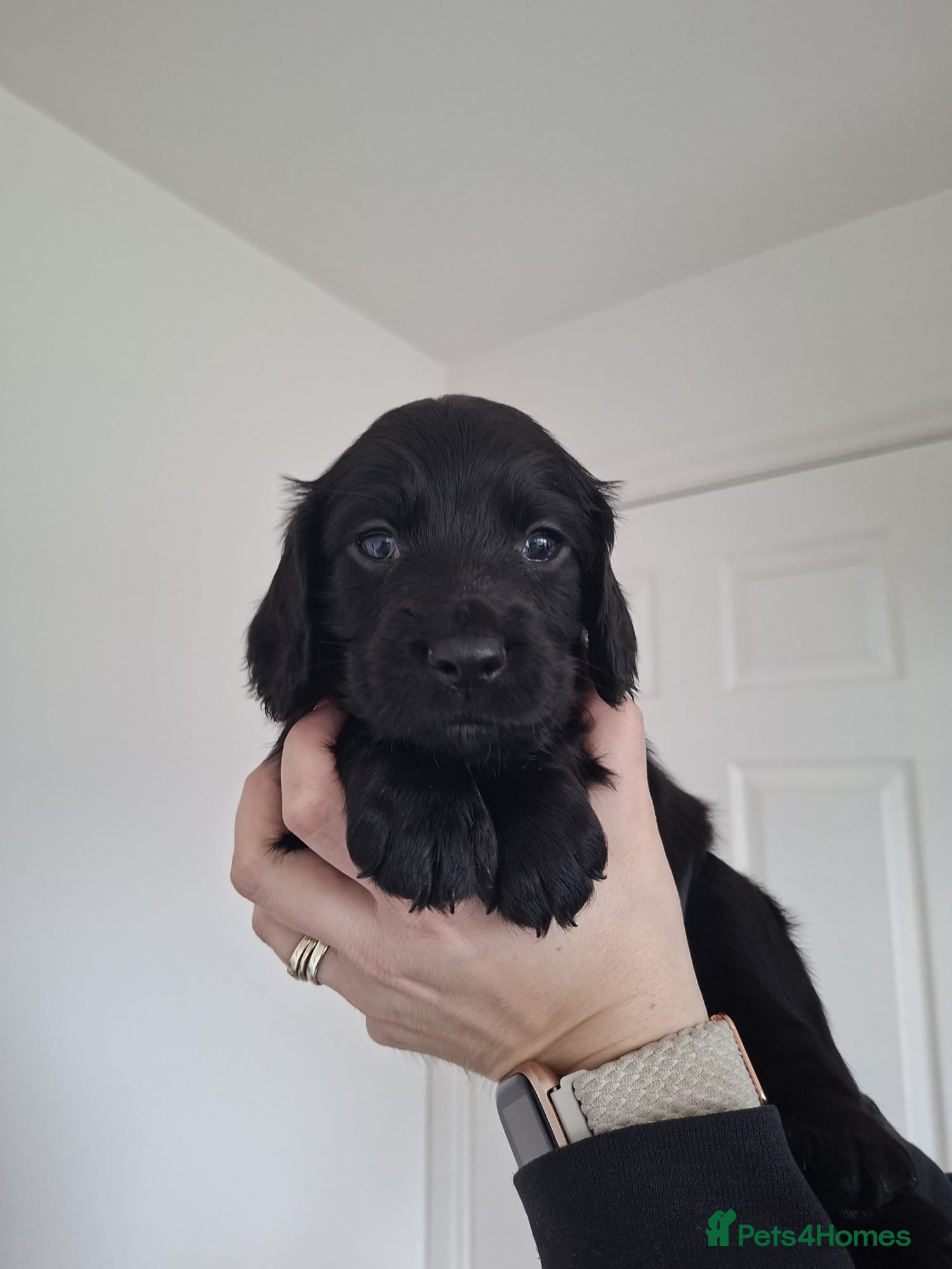 Cocker Spaniel dogs Working cocker spaniel puppies  - Advert 5