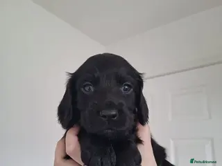 Cocker Spaniel dogs Working cocker spaniel puppies - Advert 5