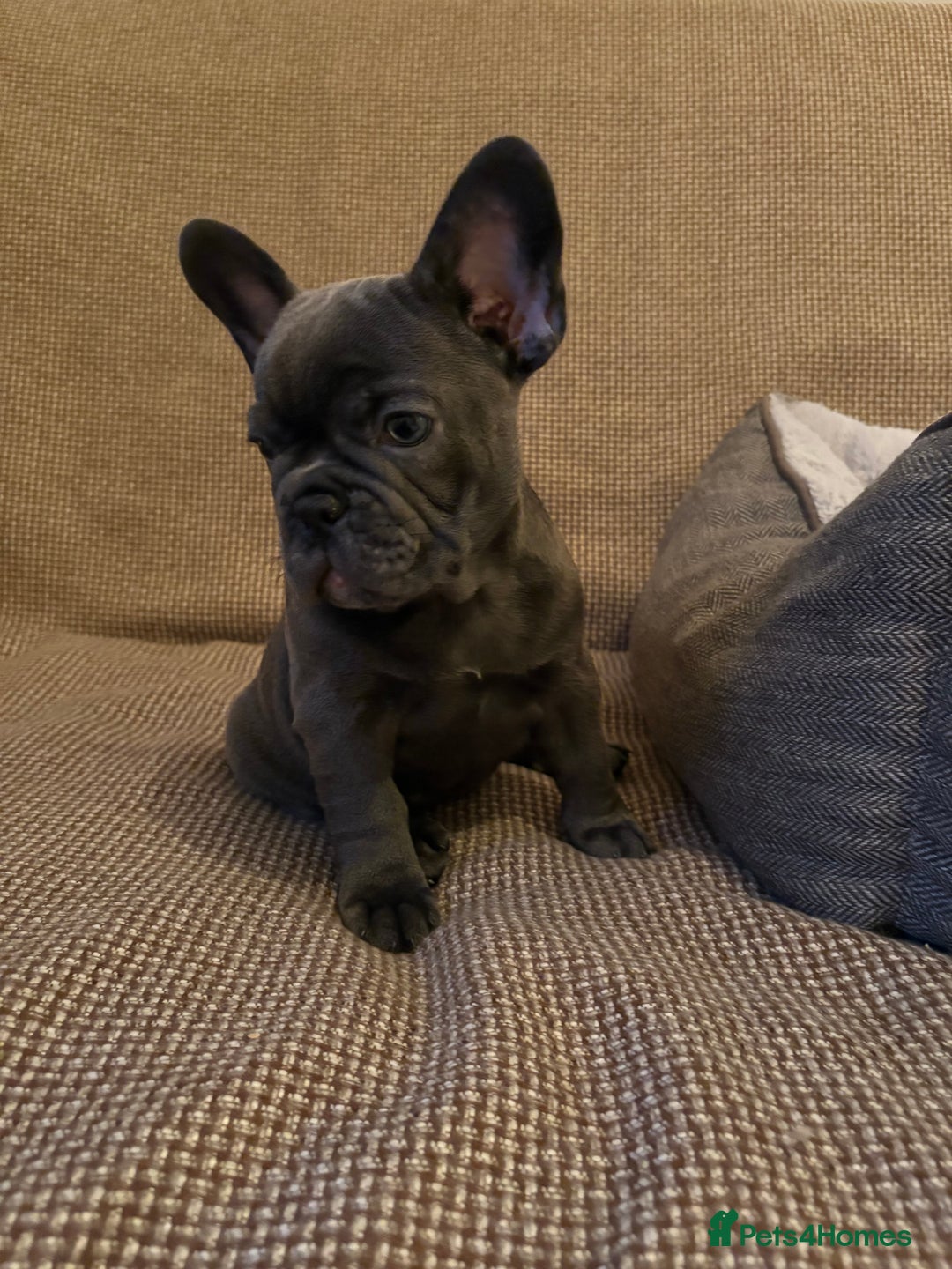 French Bulldog dogs for sale: Beautiful Blue-Eyed French-Bulldog Puppies  - Advert 12