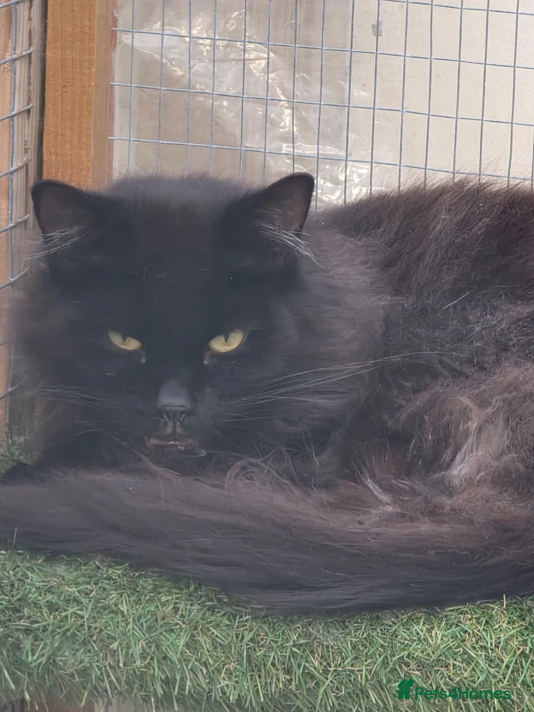Maine Coon cats for sale: Black maine coone cat - Advert 2
