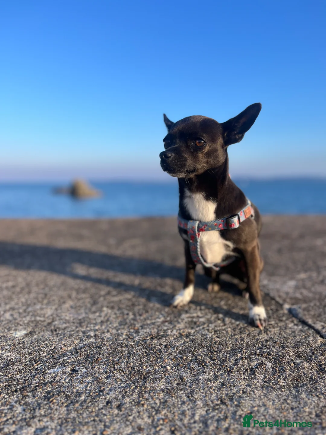 Chihuahua dogs for sale: Stunning Chihuahua Puppies - Advert 26