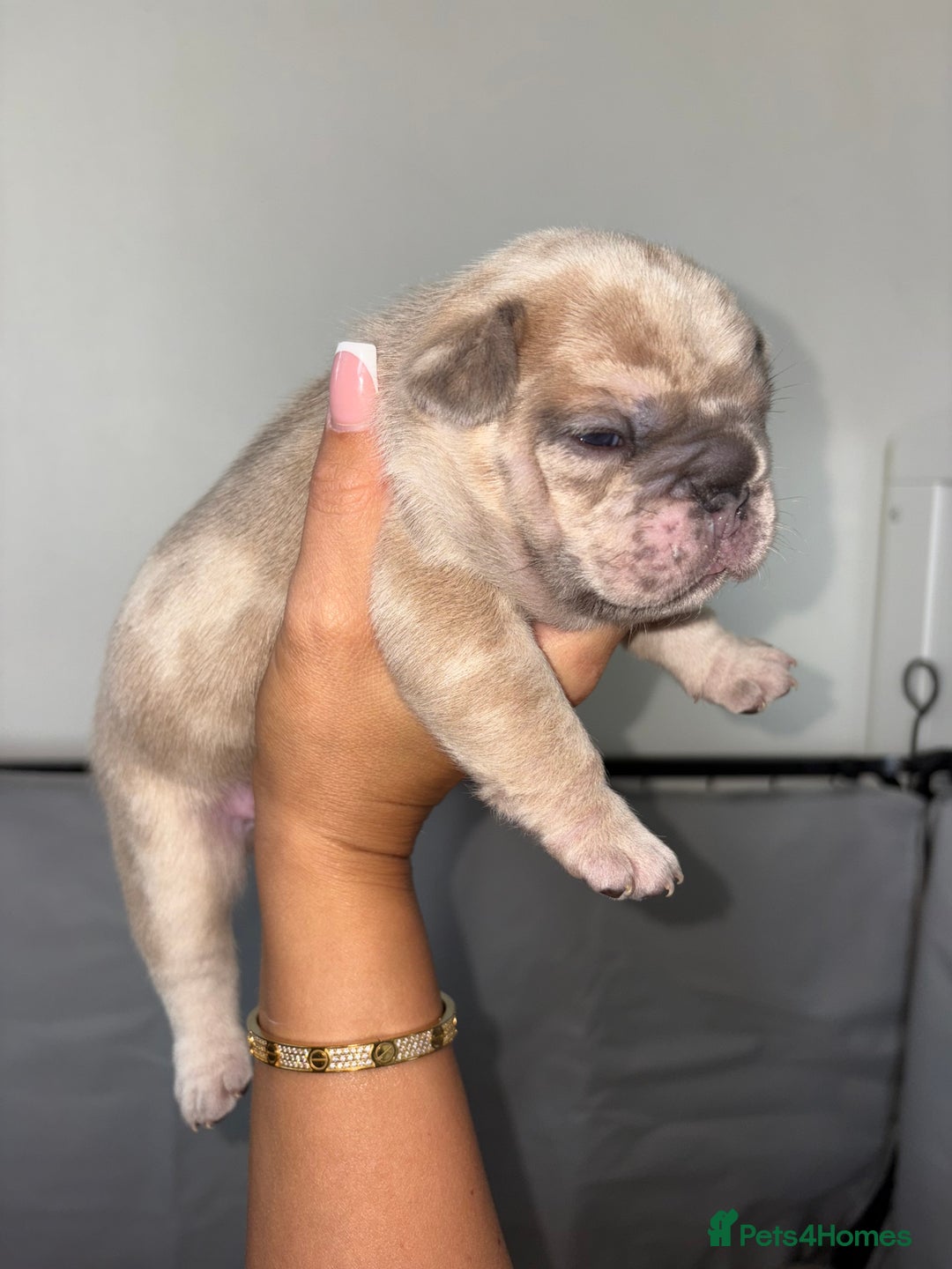 French Bulldog dogs for sale:  French bulldogs  - Advert 4