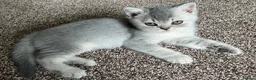 British Shorthair cats for sale: GCCF Imperial Grand Champion Parent & Grandparent in Deeside - Advert 4