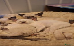 Siamese cats for sale: Beautiful Lilac and chocolate point Siamese  - Image 7