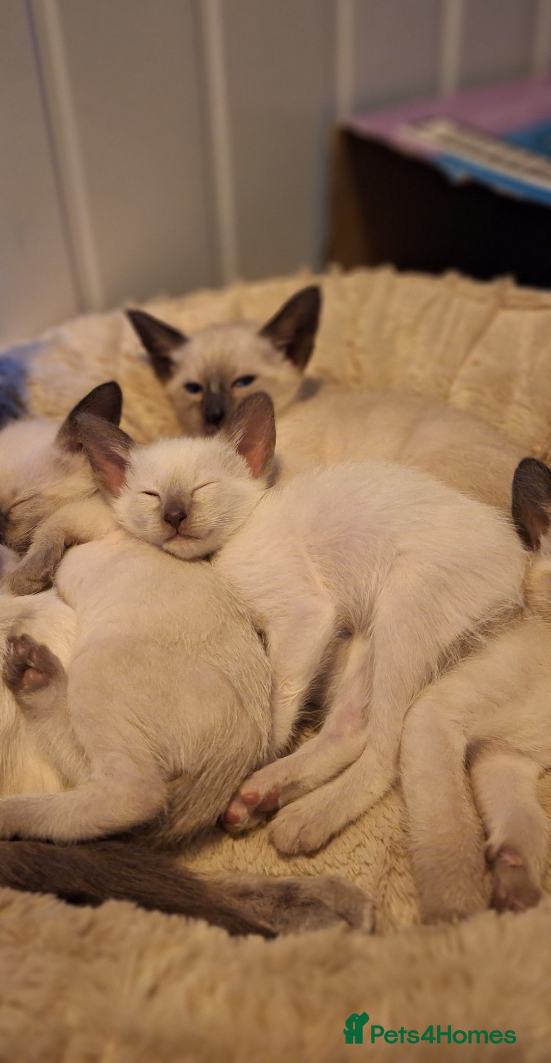 Siamese cats for sale: Beautiful Lilac and chocolate point Siamese  - Image 7