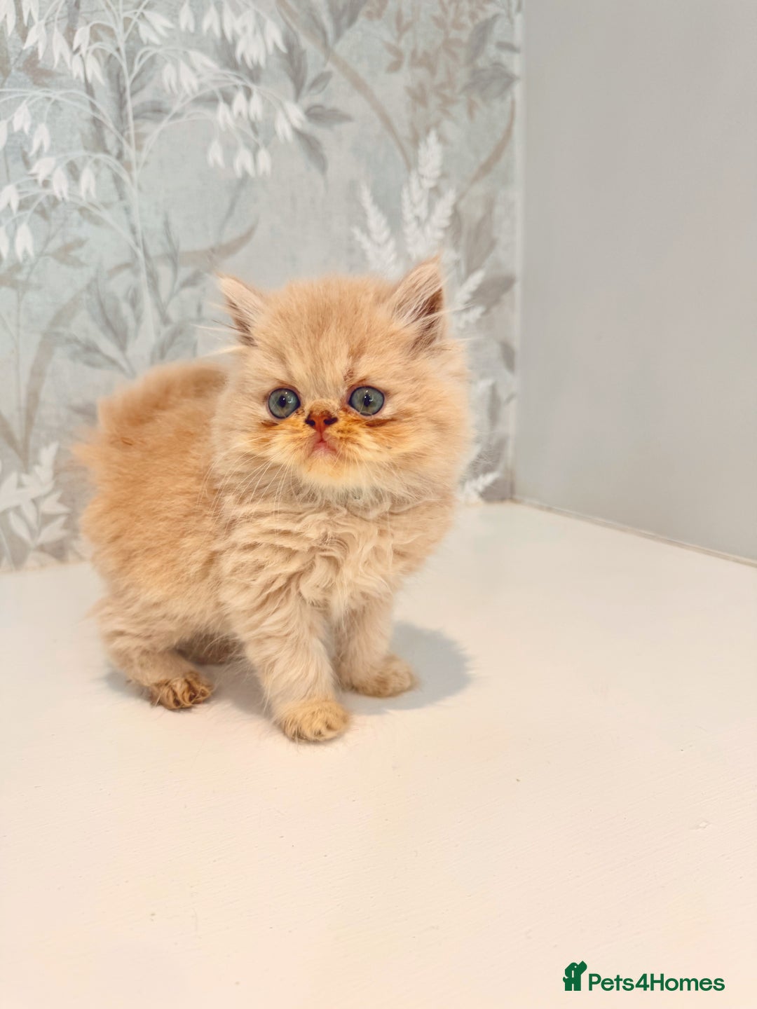 Persian cats for sale: Persian kittens 2 gorgeous boys  - Image 17