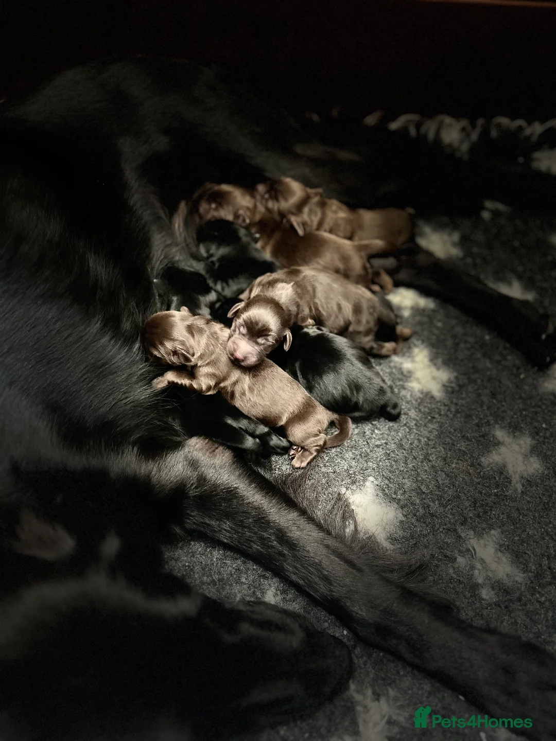 Flat coated Retriever dogs for stud: PROVEN Flatcoated Retriever for Stud 0/0 Hips in Bishop Auckland - Advert 17