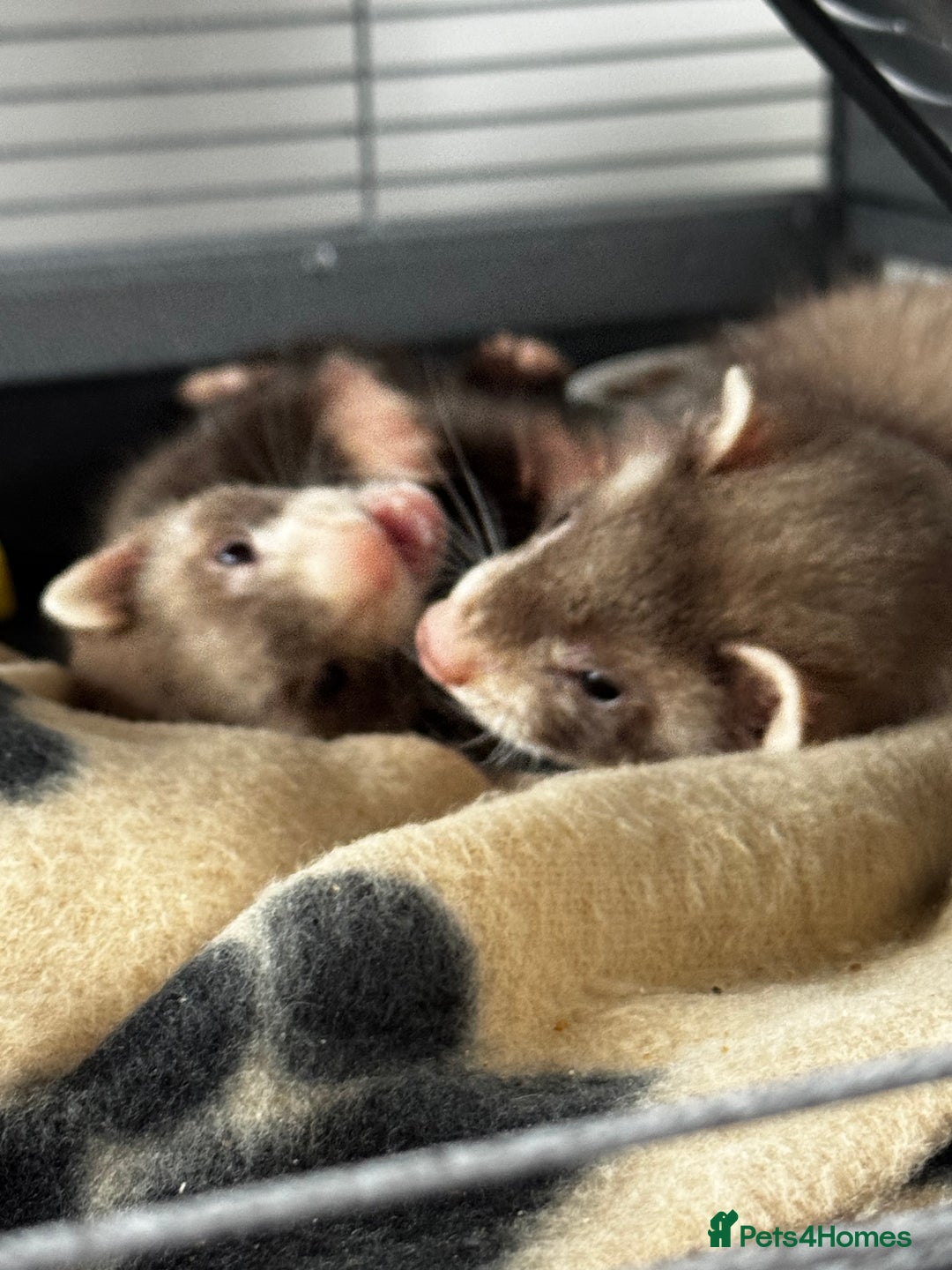 Ferret rodents for sale: Two ferrets boy and girl - Image 2