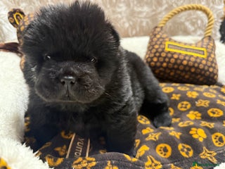Chow Chow dogs 🏆One truly scrumptious teddy bear boy left🏆 - Advert 15