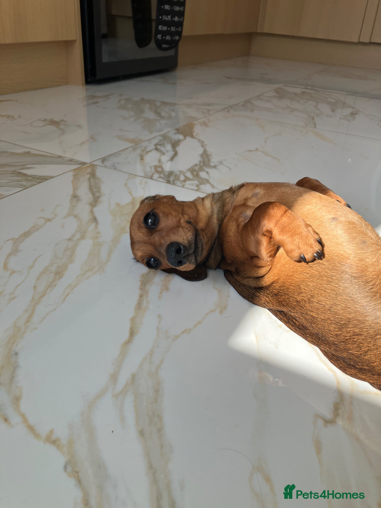 Miniature Dachshund dogs Miniature smooth coated dachshund  - Advert 1