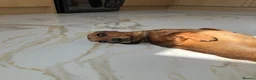 Miniature Dachshund dogs for sale: Miniature smooth coated dachshund  - Advert 1