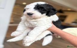 Sheepadoodle dogs for sale: Sheepadoodle Puppies -4 Female, 3 Male - Image 16