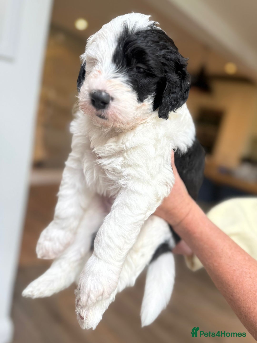 Sheepadoodle dogs for sale: Sheepadoodle Puppies -4 Female, 3 Male - Image 16