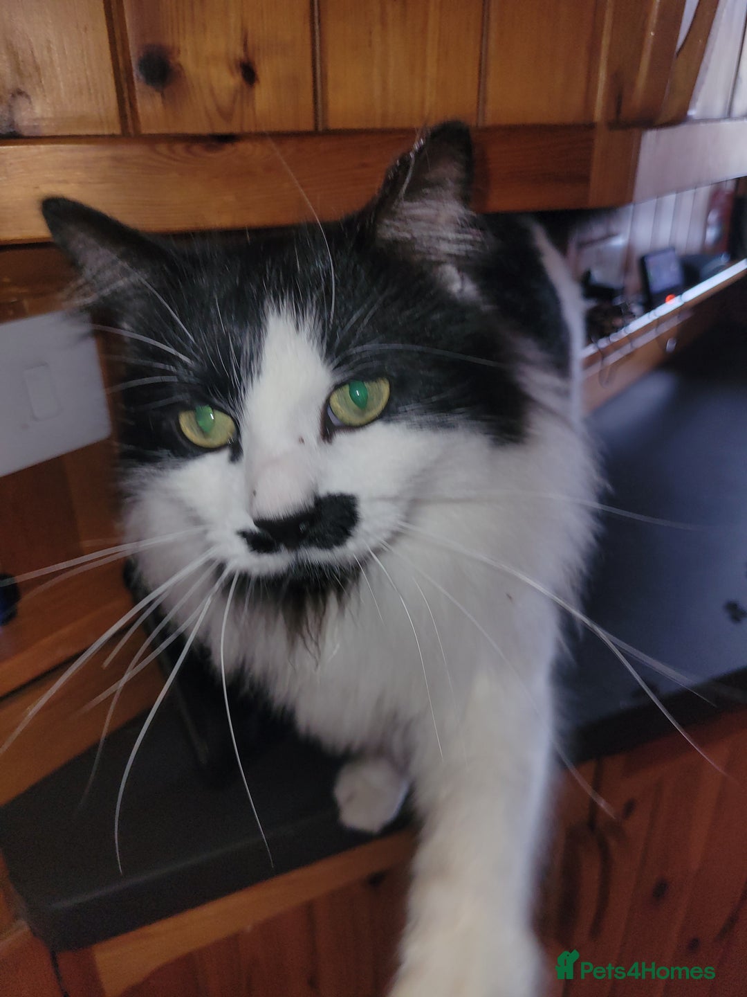 Mixed Breed cats for sale: Looking for a loving home - Advert 1