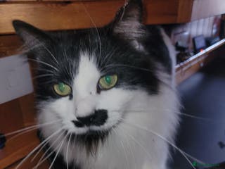 Mixed Breed cats Looking for a loving home - Advert 5