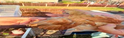 Chickens poultry for sale: 2 Serama chickens - Advert 5