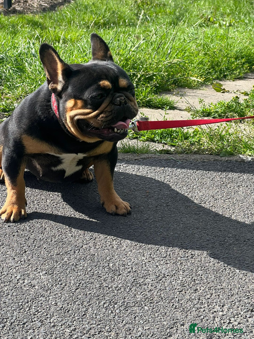 French Bulldog dogs for sale: French bulldogs  - Advert 1