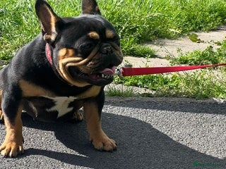 French Bulldog dogs French bulldogs - Advert 1