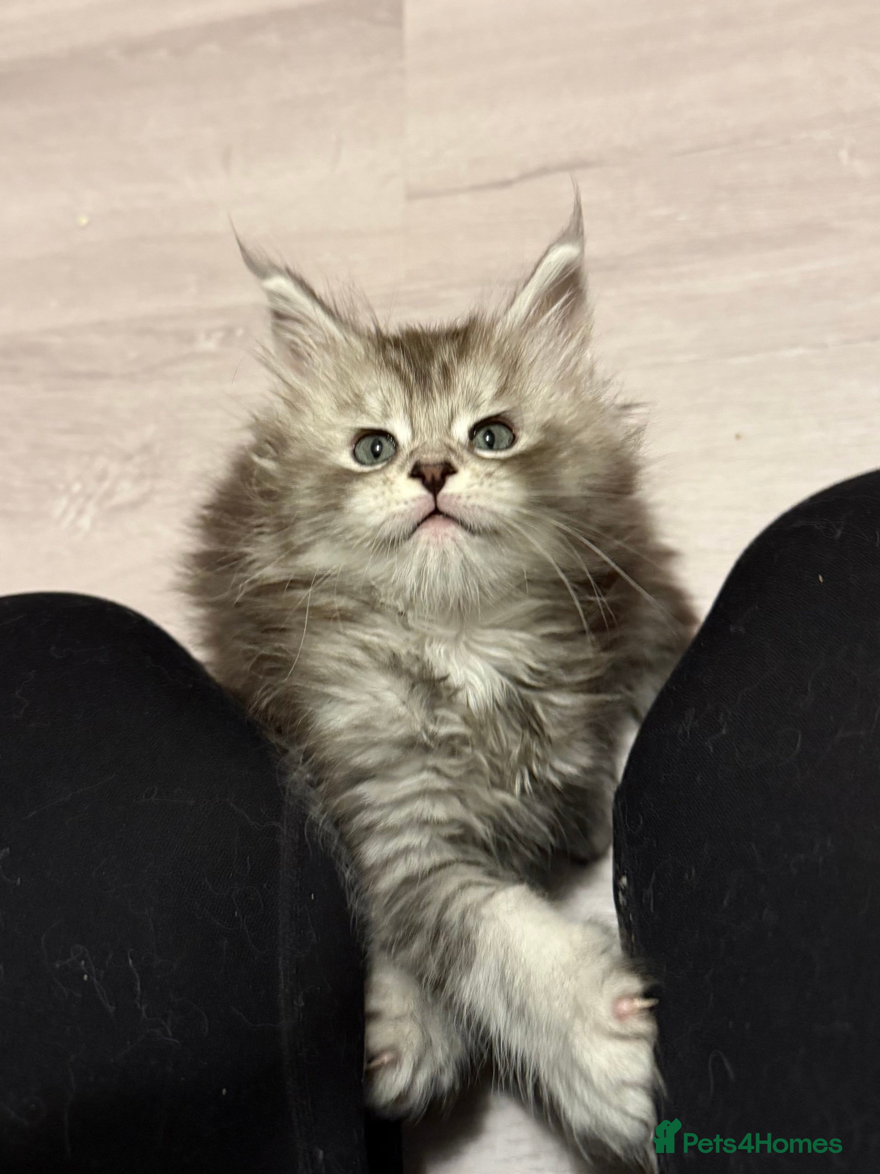 Maine Coon cats Maine coon kittens - Advert 12