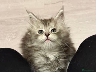 Maine Coon cats Maine coon kittens - Advert 3