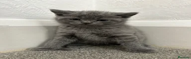 British Shorthair Kitten 1
