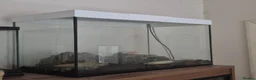 Snails invertebrates for sale: Giant(ish) African land snail - Advert 3