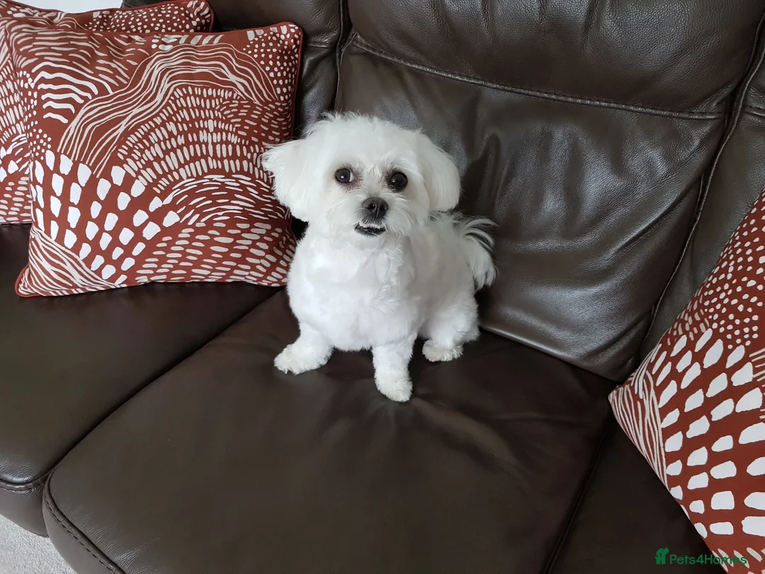 Maltese dogs for sale: MALTESE GIRL - Advert 2