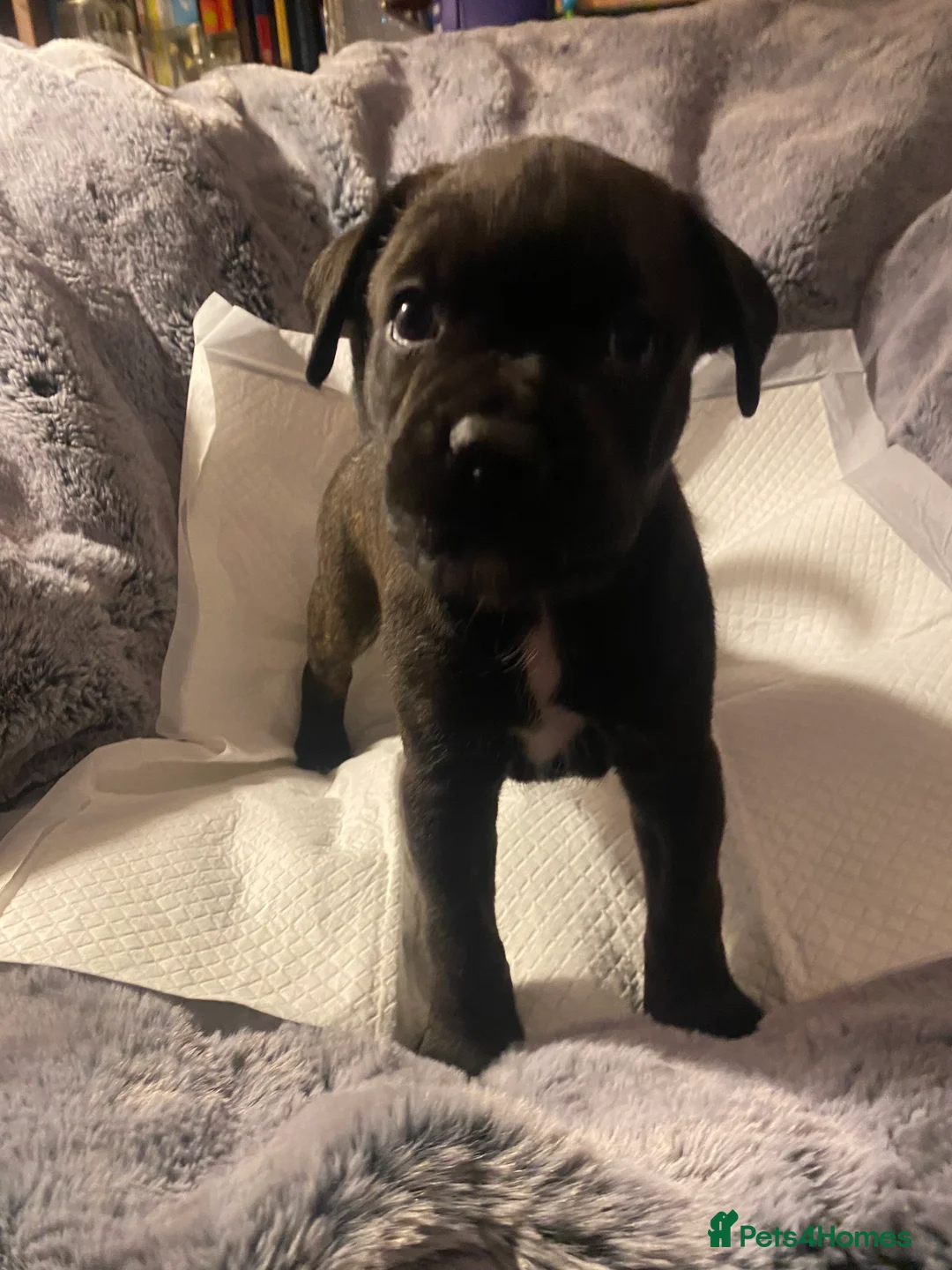Mixed Breed dogs for sale: 🧬Kc reg mum black boxer & mini boxer pups 🤩 8wk - Advert 16