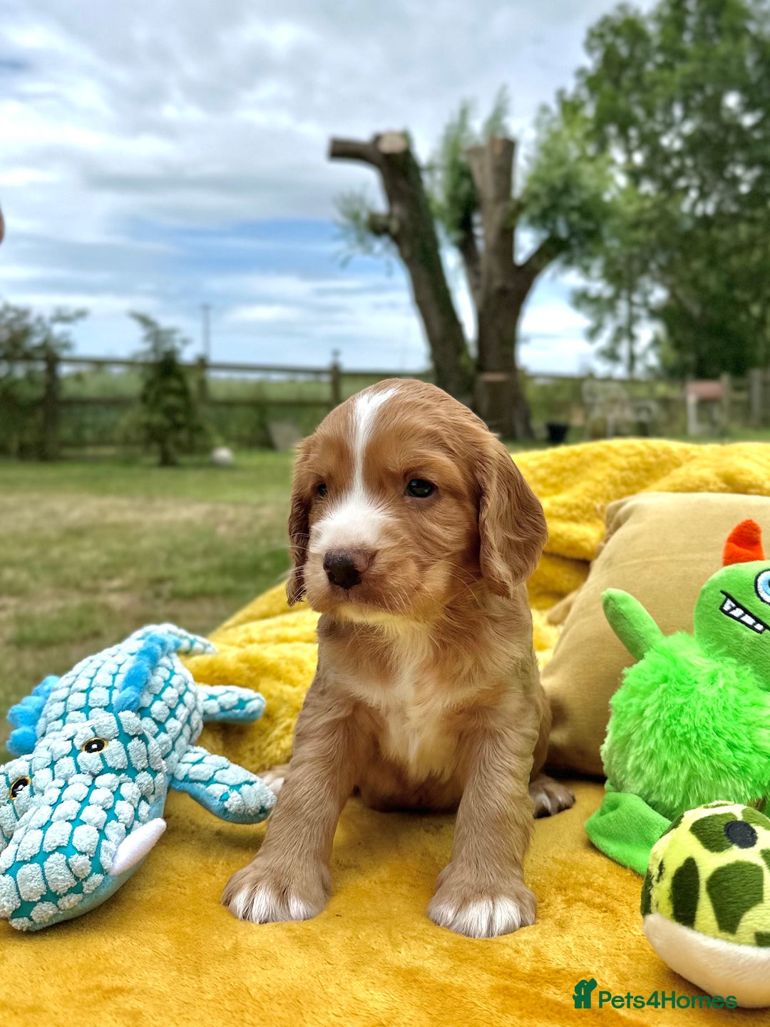 Cocker Spaniel dogs for sale: Farm Bred - Docked - Working Cocker Pups in Peterborough - Image 6