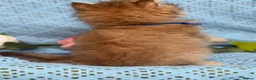 British Longhair cats for sale: British Longhair golden shaded kittens TICA - Advert 23