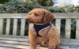 Miniature Poodle dogs for stud: Proven extensively health tested KC RED poodle in Swansea - Image 3