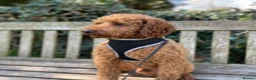 Miniature Poodle dogs for stud: Proven extensively health tested KC RED poodle in Swansea - Advert 3