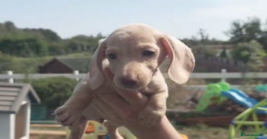 Miniature Dachshund dogs - Advert 12