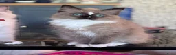 Ragdoll cats for sale: Ragkins ragdolls  and cherubims Kittens   - Advert 27