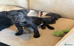 Presa Canario dogs for sale: Presa canario pup for sale - Image 5