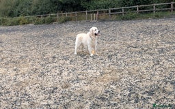 Golden Retriever dogs for stud: Gorgeous registered golden retriever Stud - Image 8