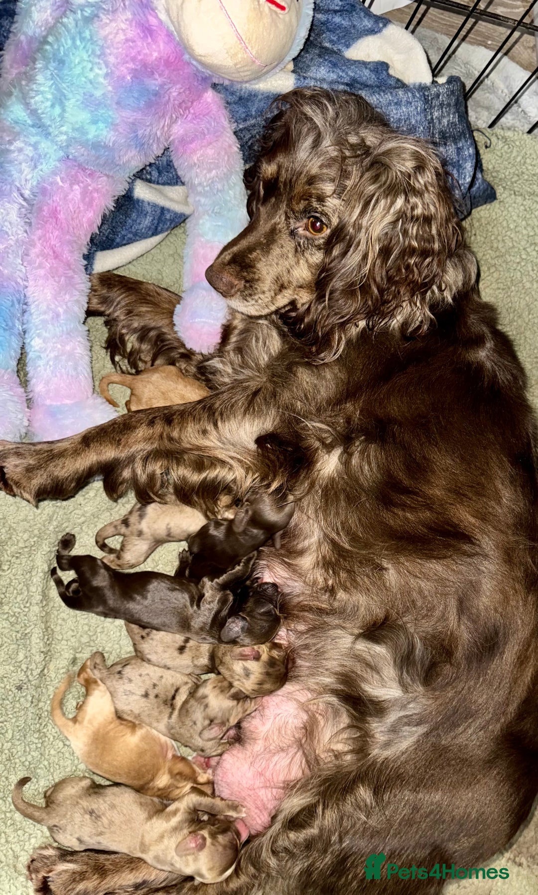 Cocker Spaniel dogs for sale: 🐶THE 8 MISFITS of SHEER BEAUTY🐶 - Advert 25