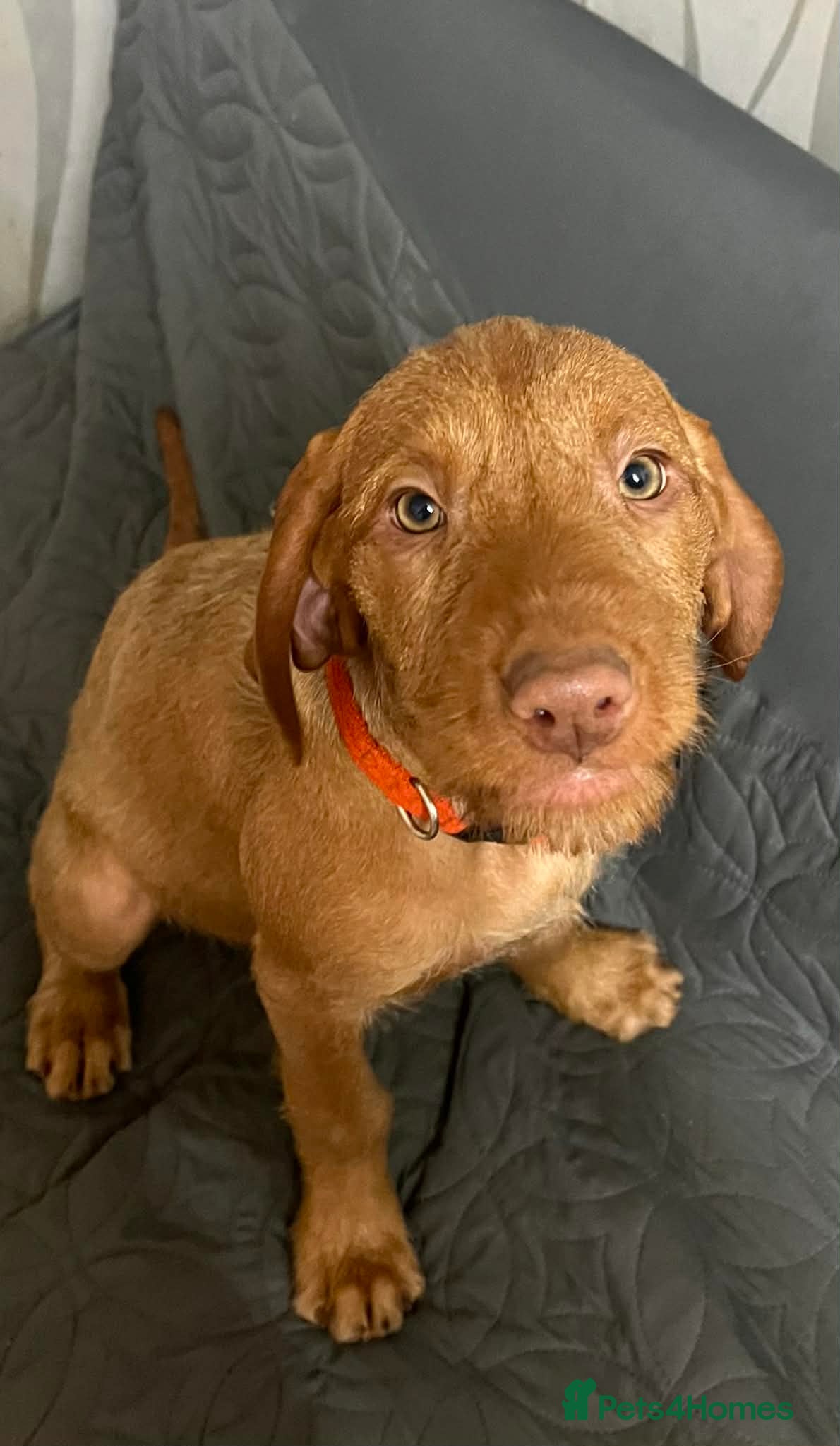 Hungarian Vizsla dogs Beautiful Hungarian Vizsla Puppy READY NOW - Advert 1