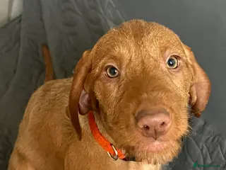 Hungarian Vizsla dogs Beautiful Hungarian Vizsla Puppy READY NOW - Advert 1