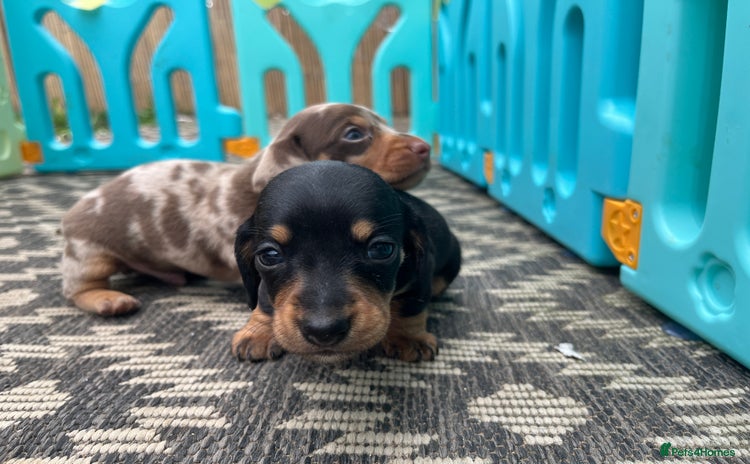 Miniature Dachshund dogs - Advert 2
