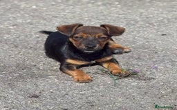 Jack Russell dogs for sale: Traditional Short-legged Jack Russell Boy. - Image 9